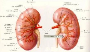 肾炎治疗的冬瓜皮食疗辅助疗法